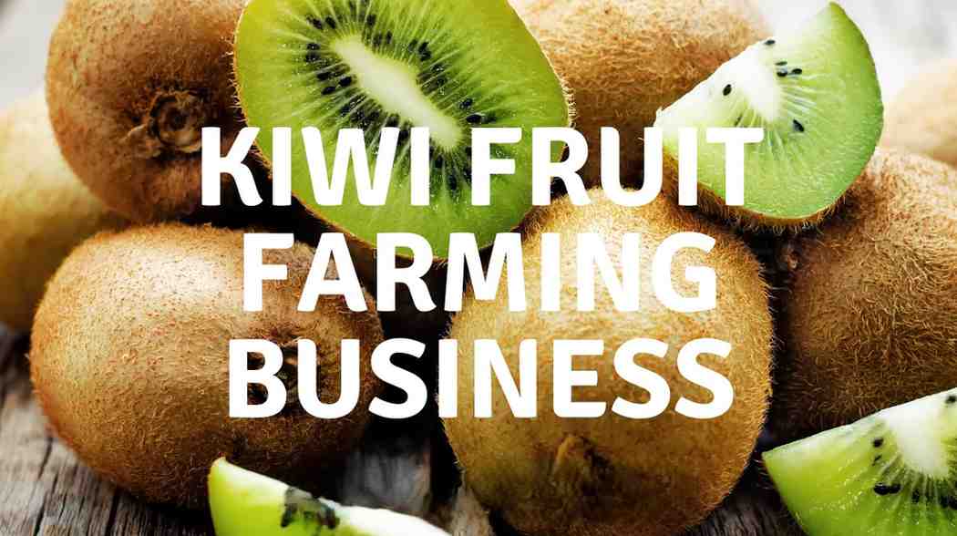 Kiwi Fruit Farming